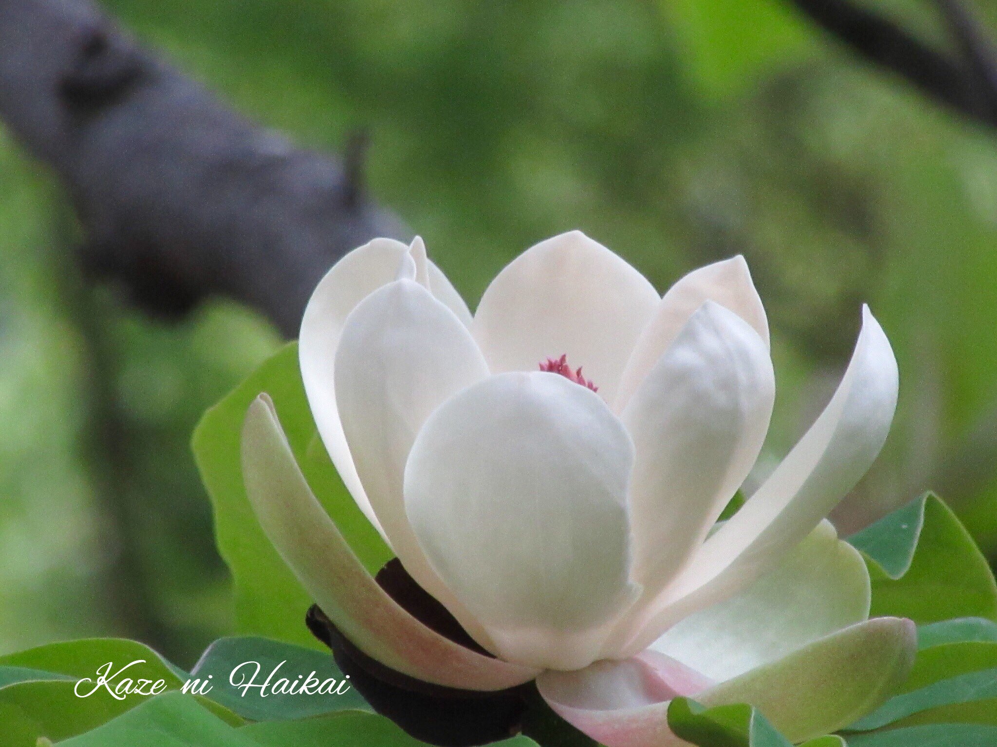 朴の花 Twitter Search Twitter