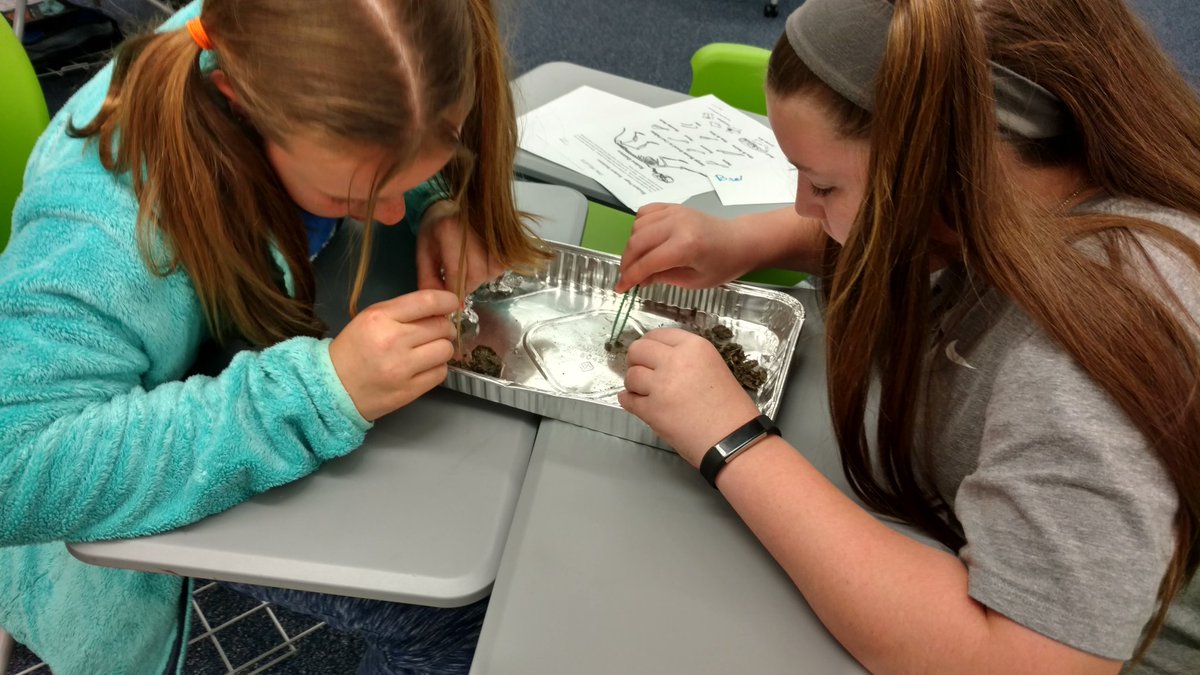 NorwichTeamMC's tweet photo. Separating fur, feathers and bones! #IFoundASkull https://t.co/cZAsMonimL