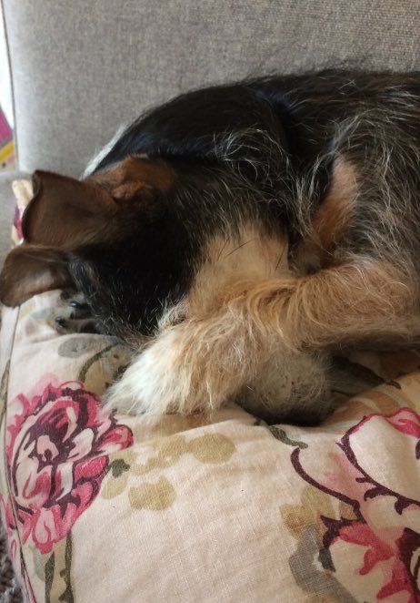 signing's tweet photo. doggo hiding https://t.co/hyoGa1SLwh