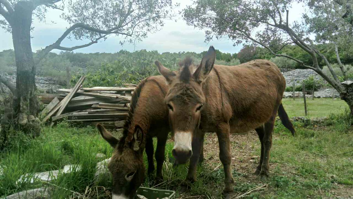 VisitKrk's tweet image. #Donkeys in the #olive grove on the island of Krk #VisitKrk