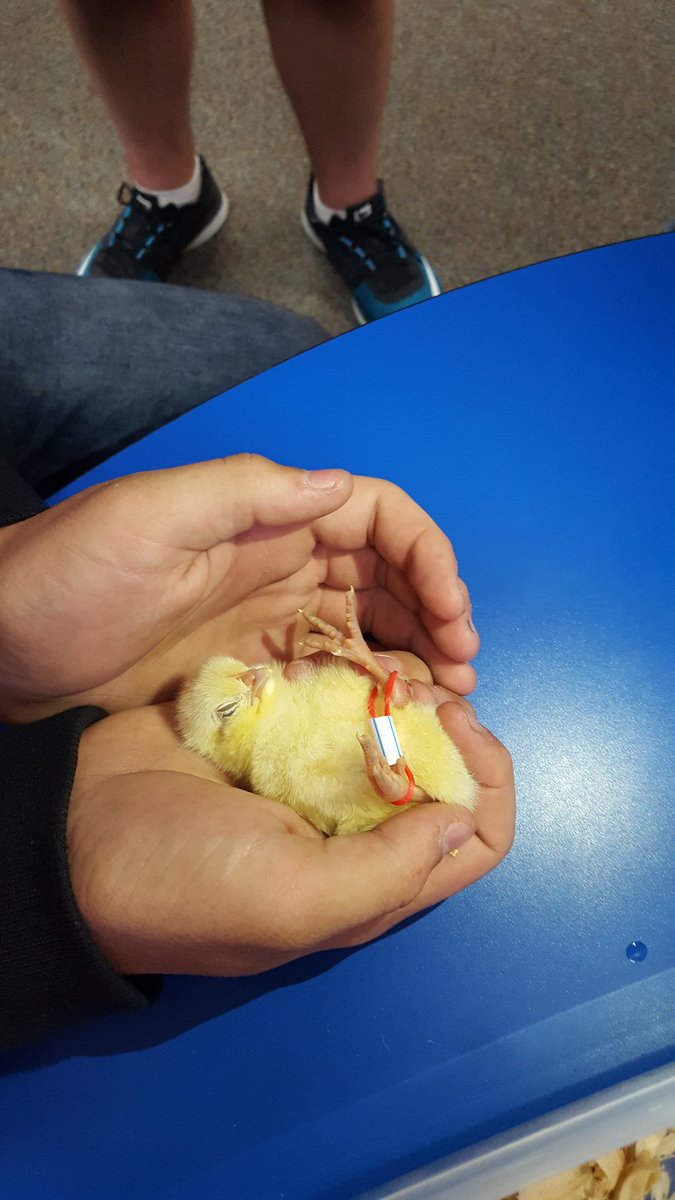 GMSGOAL's tweet photo. Thanks to our student vet , Dr. Mader, and  Ethan, our chick condition was identified and fixed with a splint! So thankful for his wisdom. https://t.co/hfwRP9KcDi