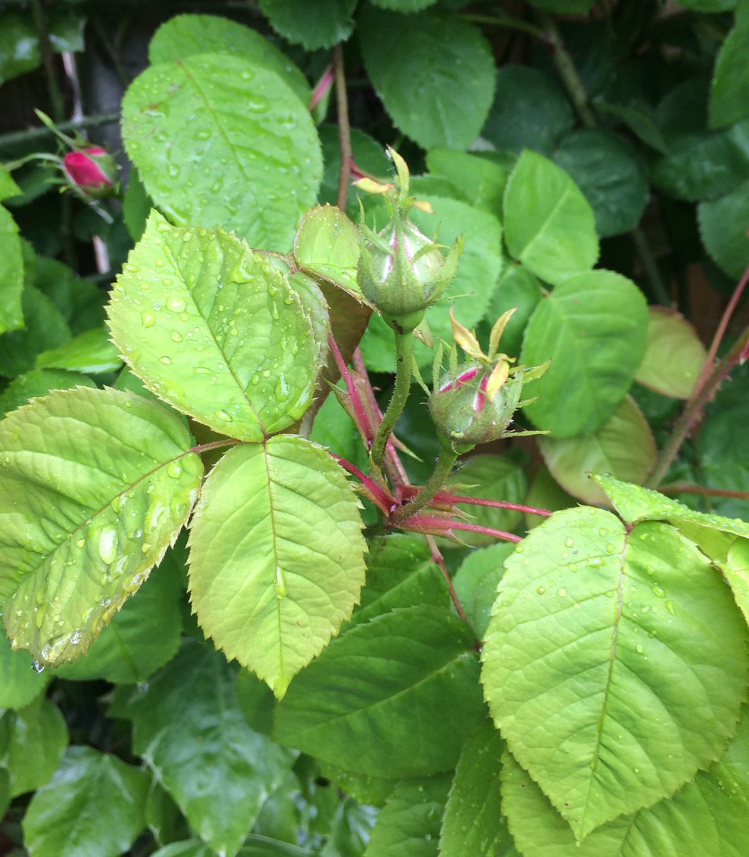 Rectory_Garden's tweet photo. Welcome rain this afternoon -slug hunt tonight?#watering #slugalert #weather https://t.co/89G4uE1TpE