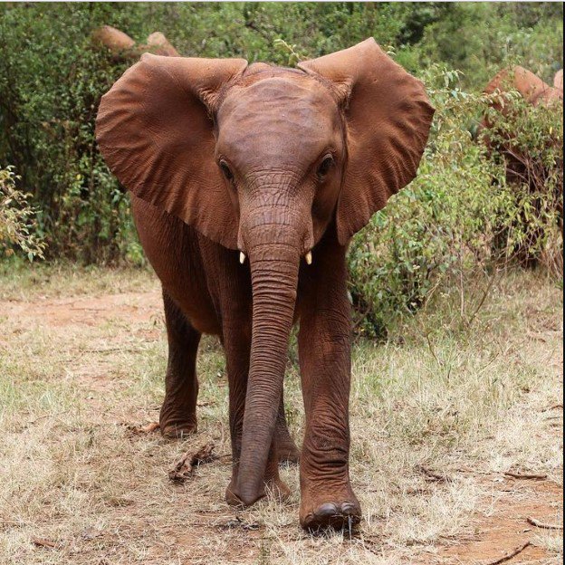 emmaroser10's tweet photo. #Elephants,#Animals https://t.co/ewckDdFXqP