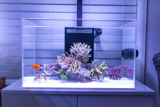BettaBuddy's tweet photo. #fish #tank #ideas #aquarium https://t.co/Nb3cSX4e6T