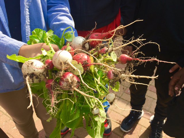 beanstalk_seeds's tweet photo. Easter Egg Radish harvest time in the Beanstalk Children's Garden at @KC_Gardens! https://t.co/QuPm0TUZwk