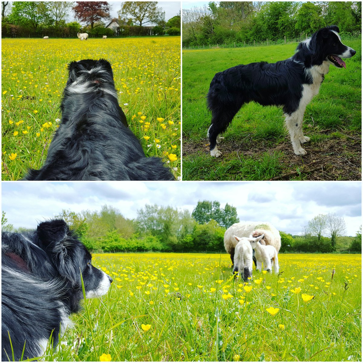 Oh to have the dogs patience!
#sheepdog #somersetlevels #collie
#lambs #patience #SomersetDay