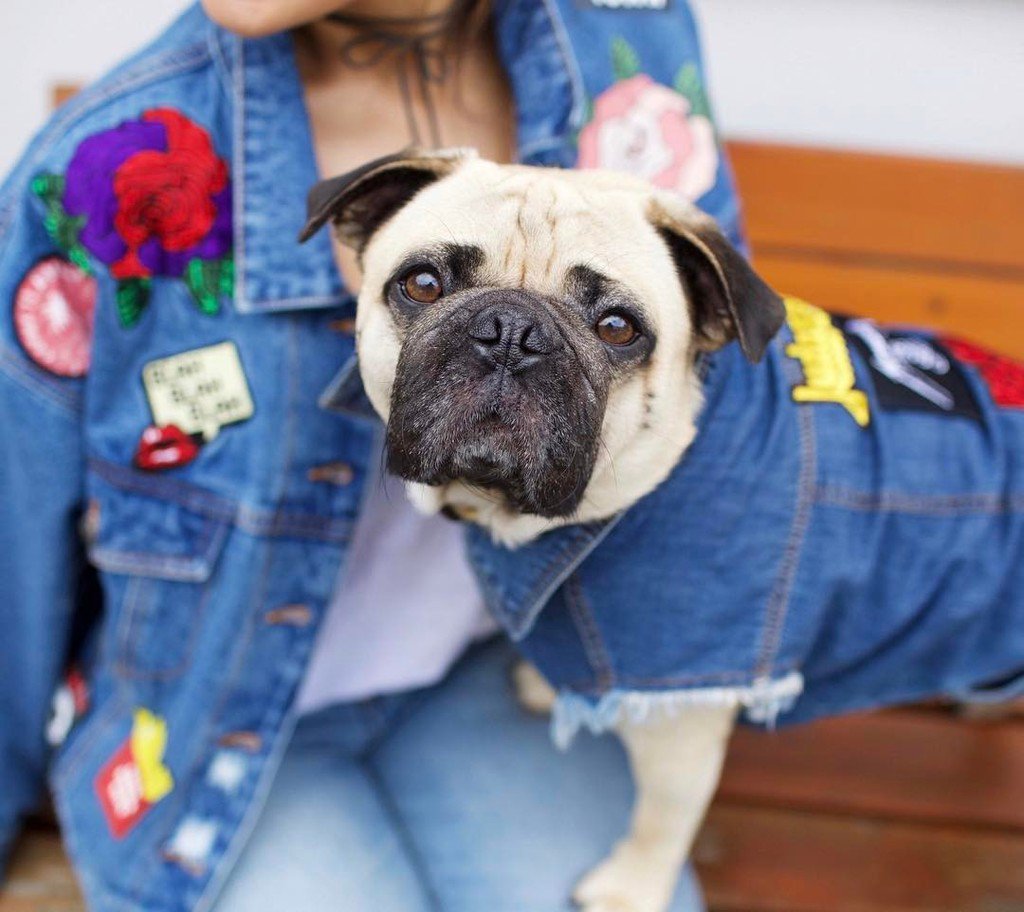 urbanpugswag's tweet photo. Who wore it better?🤔
.
Be honest guys, you won't upset M ;) .
.
.
#doubledenim #denimondenim #denimlove #londonstr… https://t.co/htnxPdaCX1 https://t.co/tw4A3JLGyo