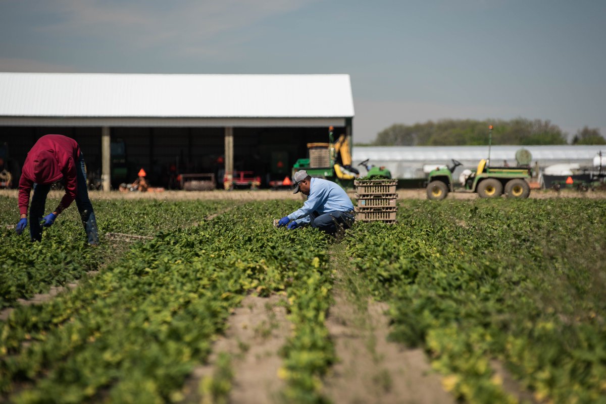 farmerleejones's tweet photo. Spinach? Now harvesting https://t.co/S0B2ar1vya #InSeasonNow https://t.co/KK8c4Mqe8b