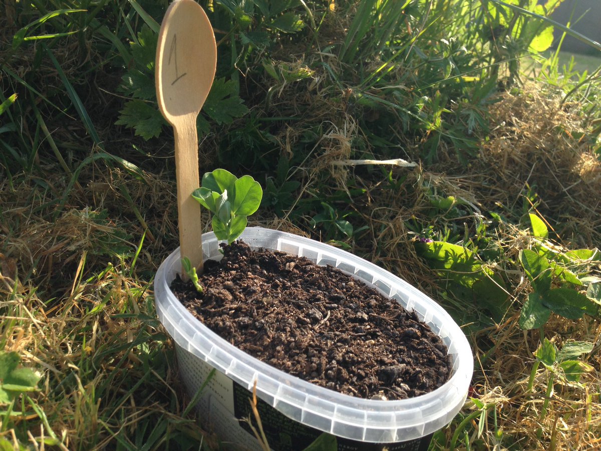 thai_gardens's tweet photo. Update on our lil pea!! He's growing fast! #pea20 #ReciPEAforSuccess @peasblog @cullyandsully @giyireland https://t.co/zMVyPzdYgl