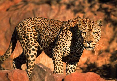 #47 Amur Leopard

The Amur Leopard is one of the rarest felines in the world. They are speedy creatures able to run up to 35 mph(56 km/h)