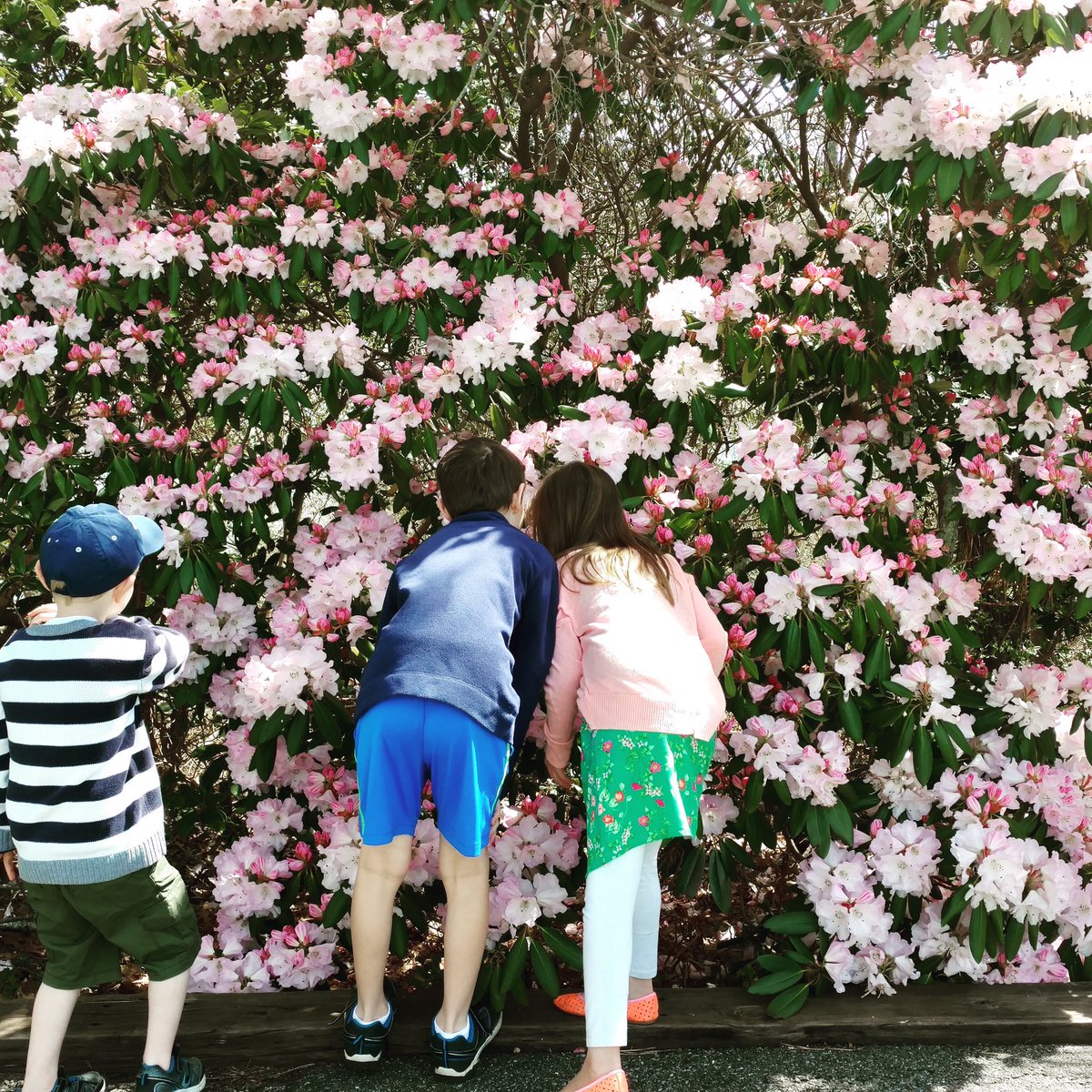 VisitCapeCod's tweet image. Stop and smell the Rhodies at @HeritageMuseums! They'll be in full flower by May 27, the start of #Rhododendron Fest. 🌸☀️#springoncapecod