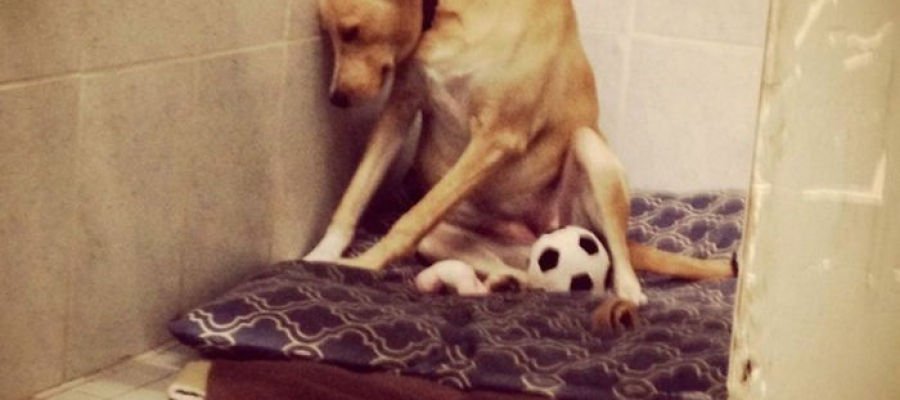 bodegaechapaya's tweet photo. El perro 'más triste del mundo' podría ser sacrificado al no encontrar ninguna... https://t.co/iq3afHXNHT by #A3Noticias via @c0nvey https://t.co/XyDNasG2UB