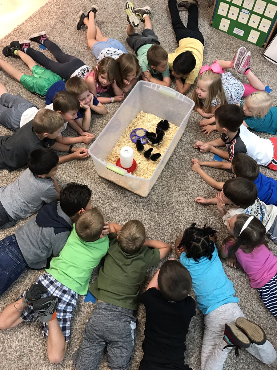 MrsKeensClass's tweet photo. We had 10 chicks hatch this year! #everythingineedtoknowilearnedinkindergarten @WoodwayElem https://t.co/UAL0EICzqC