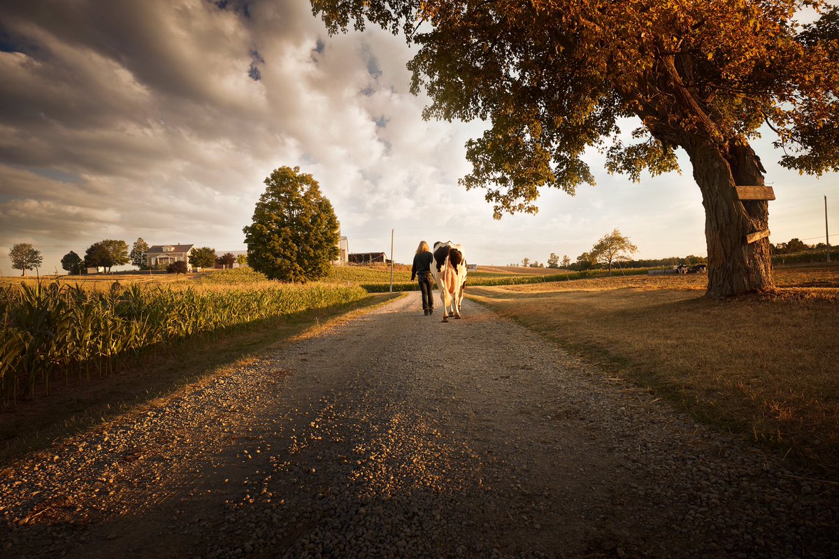 From Gay lea shoot - Chris Gordaneer #photooftheday #randycolereps #life #gaylea #cow #landscape #scenic #travelgram #animals <a href="/cgordaneer/">Chris Gordaneer</a>