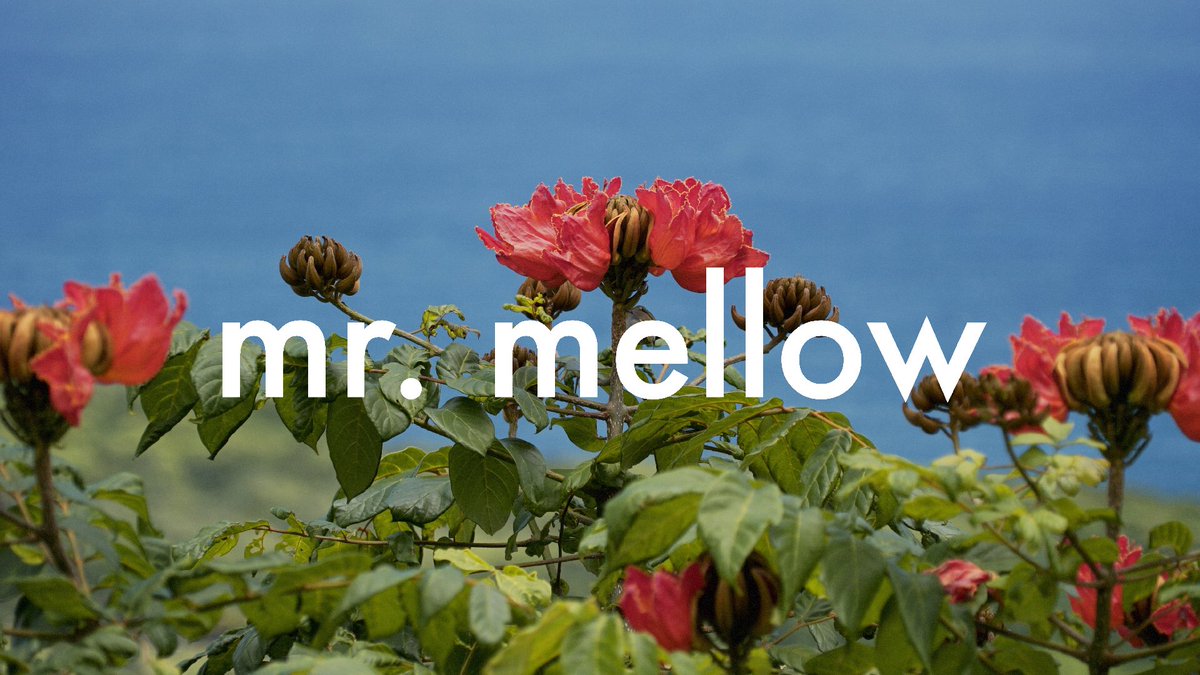HelloMrMellow tweet picture
