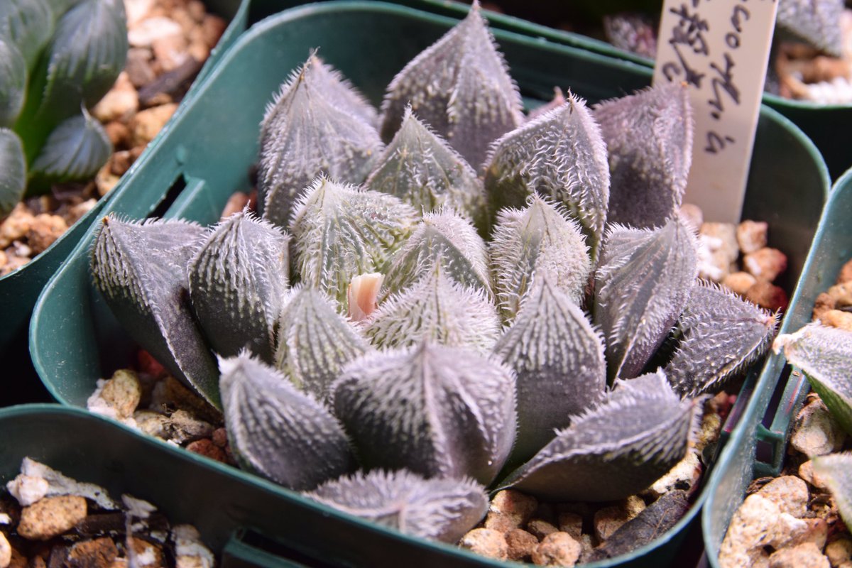 多肉植物 ハオルチア 白雪絵巻錦 糊斑 オブツーサ錦（白糊斑