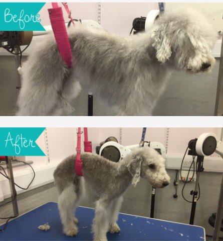 copedogs's tweet image. Meet Lola beddlington terrier supporting local business in Forsbrook mr Sims oatcake shop lent me his dog ❤beddlington cuts #stokeontrent 🐶