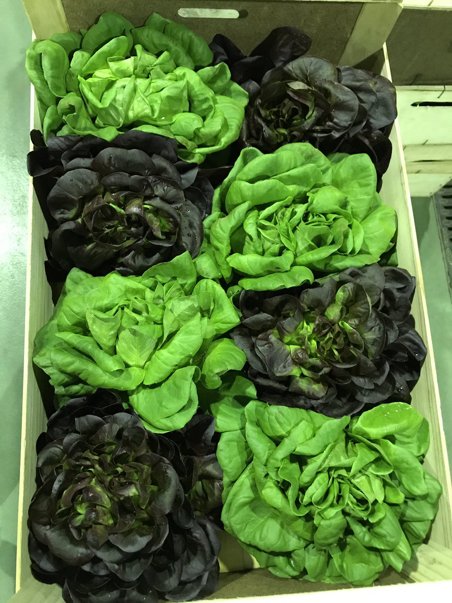 Some striking colours, and what about that for a pineapple #cayennebyair @oakleafeuropean <a href="/oakleafemily/">Emily Wells</a>