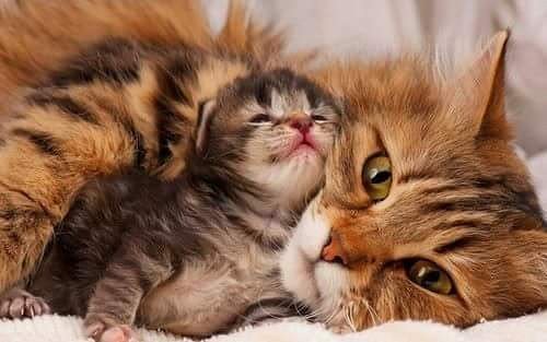 awesmoecats's tweet photo. #cute #cats #sweet #little #kittens #weheartit https://t.co/U0FR4EFnXv https://t.co/Fn21CjM6fU