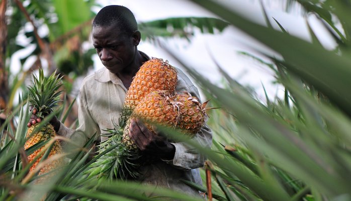 Embracing the power of Information &amp; Communication Technology in #Agriculture. bit.ly/2r4Btf7 #foodsecurity #ICT4Ag #Smallholders