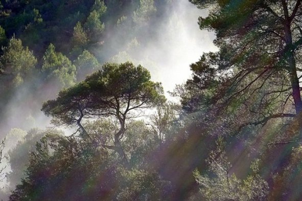 #nowreading 10 Ways to Listen to Trees bit.ly/2qVr0X5 via <a href="/sciam/">Scientific American</a>  <a href="/DGHaskell/">David Haskell</a>