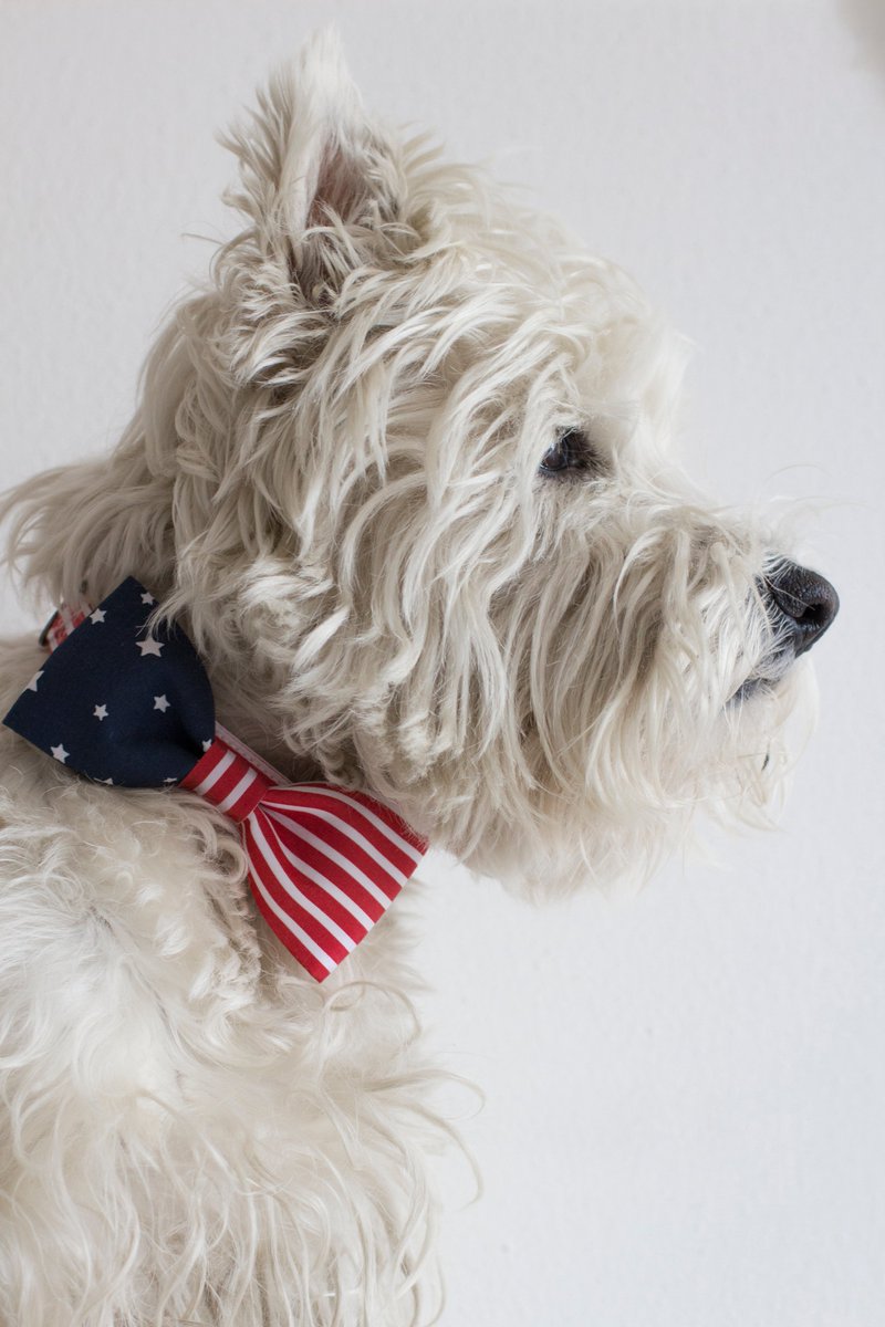 bowpawtie's tweet photo. Il #collare #americano è disponibile da #bowpawtie. Non perderlo!
https://t.co/oLS24F3kd7
#cani #moda #collarepercani #usa #bandiera https://t.co/Vww2Ubk0eG