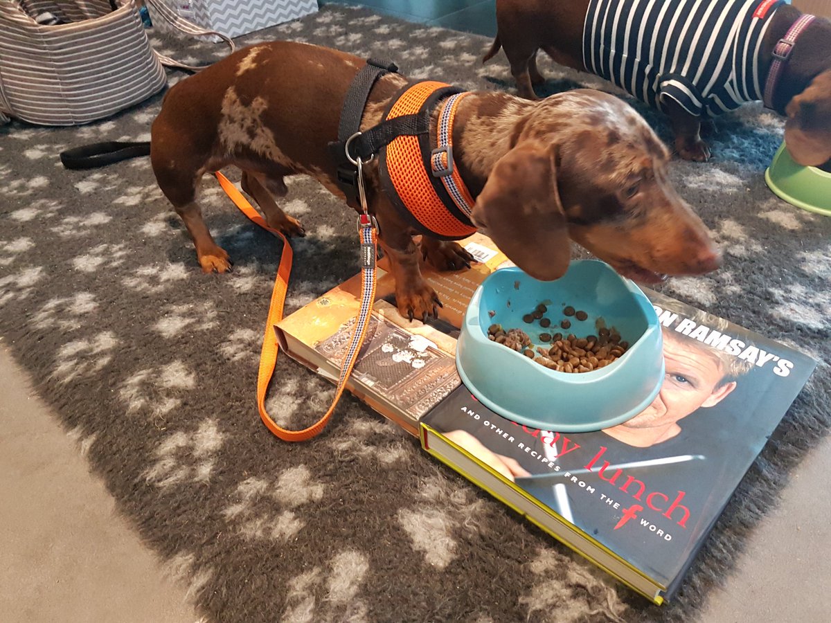 ediesausage's tweet photo. Reggie's making good use of @GordonRamsay 's Sunday Lunch cookbook! ππ #RegTheLedge #physioexercises #bionicdog https://t.co/8BDfoU8mnt