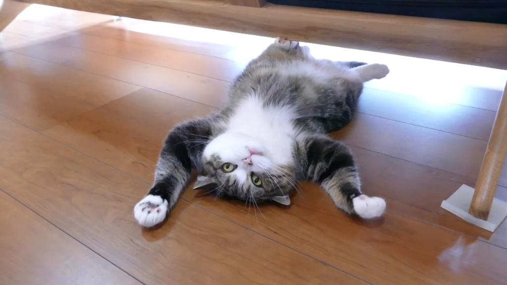 Taima2007's tweet photo. Raise your hand if you love Maru. 👋 We do! 👋  We do! 👋 https://t.co/vF3W6IRveA by #YouTube via @c0nvey https://t.co/YgKItBDiZl