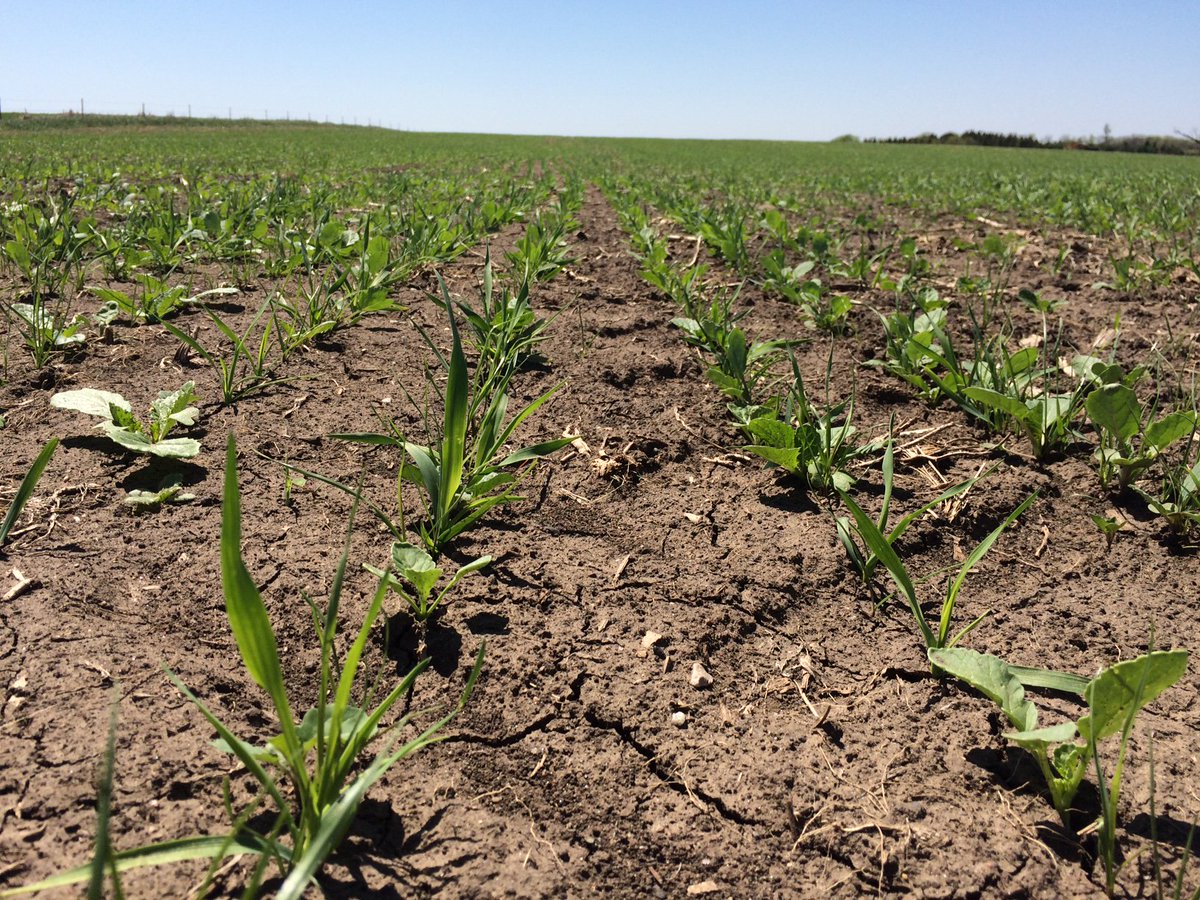 Balanced_Ag's tweet photo. Great start to this stand of Optigraze near Parker SD! Annual grazing systems continue to do big things for producers short on pasture acres https://t.co/tgVgmwMxGz