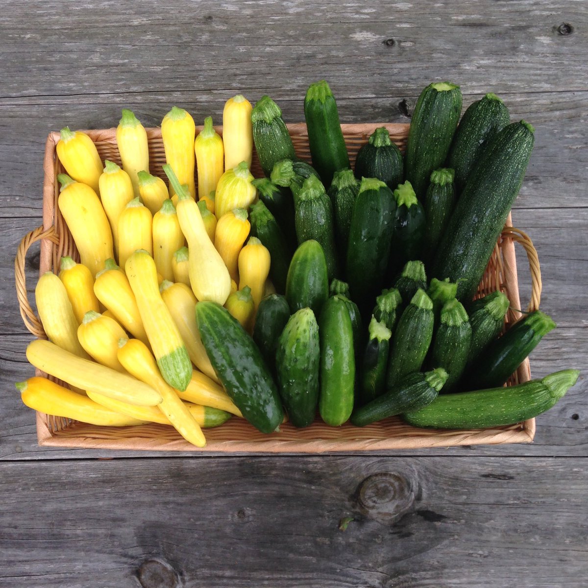 funnygirlfarm's tweet image. Cukes and zukes and squash, oh my! Summer has come early at the #farmstand 2-6p today. #farmdurm #seasonextension #fourseasonfarming