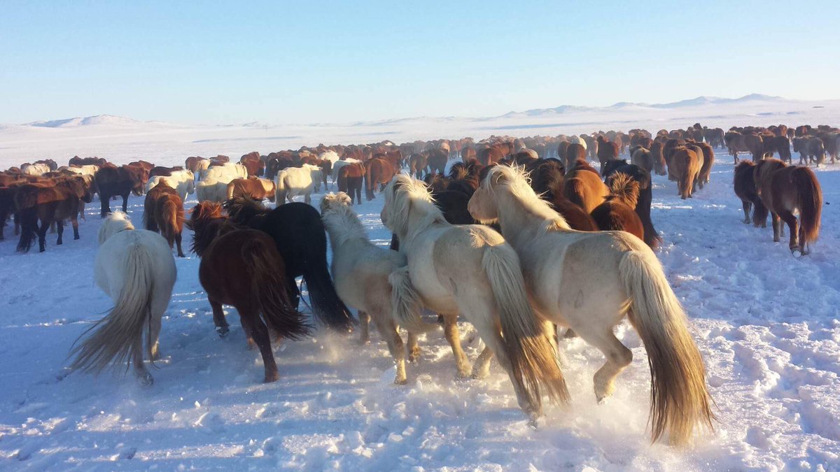 Монгол адуу дэлхийд ганц