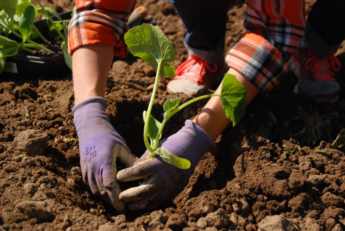 We finished planting our Dream Pumpkins for #PumpkinPatchAle yesterday. It'll be #worththewait. #GYO Read more: bit.ly/2poKh3j