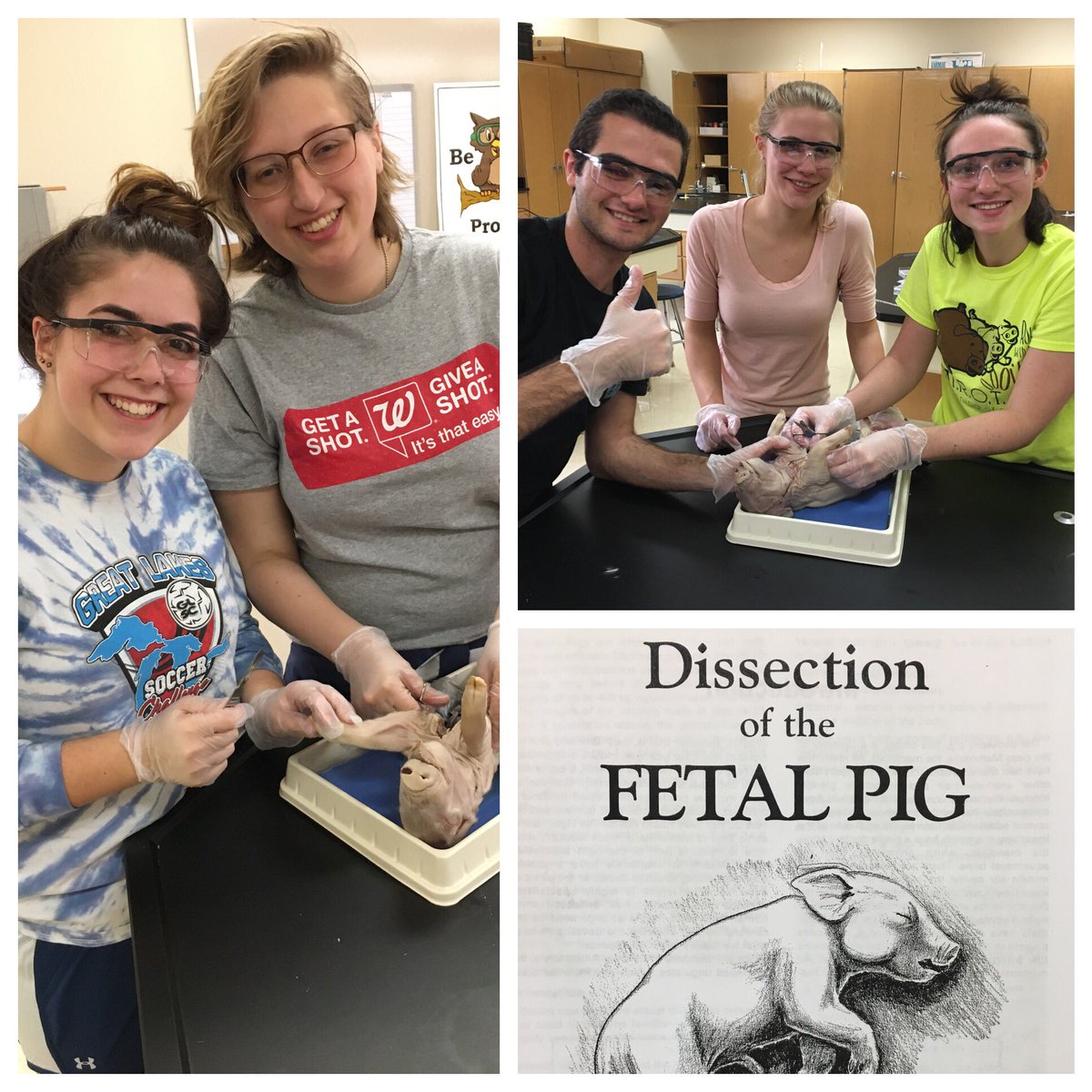 Kari Sommer (@karimatuszak) on Twitter photo Hands-on learning in IB Biology: dissections and gel electrophoresis lab! <a href="/BayPortHS/">Bay Port High School</a> Hands-on learning in IB Biology: dissections and gel electrophoresis lab! <a href="/BayPortHS/">Bay Port High School</a>