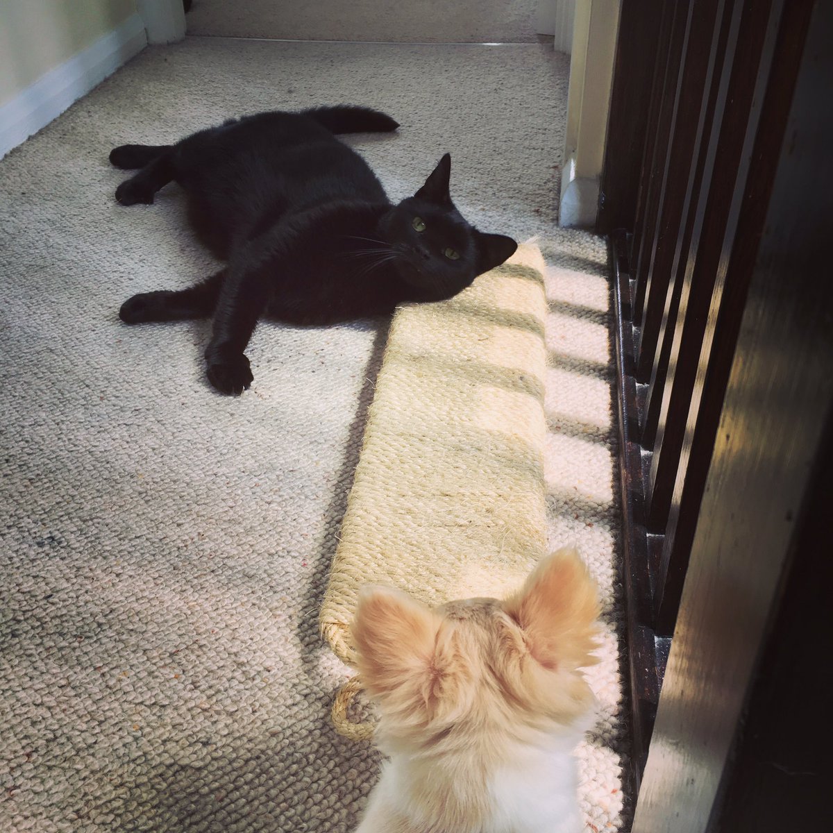 MichLR_'s tweet photo. Bonding over a scratchy post. These two will soon be cuddling up together π±πΆ #maybein5years #cat #dog https://t.co/MIMidCkaud