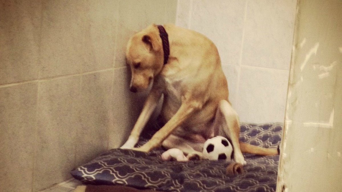 "Saddest dog in the world" is homeless again and running out of time bit.ly/2qx7IaP https://t.co/Vn0Ld7AIPY