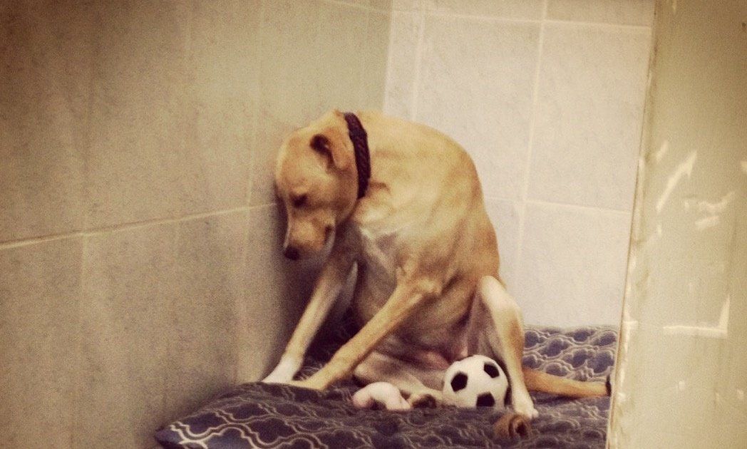 cupidz16's tweet photo. The 'Saddest Dog In The World' Is Homeless Again https://t.co/xaiun6l4O2 by #itudemo via @c0nvey https://t.co/Ck8ep0jDQv