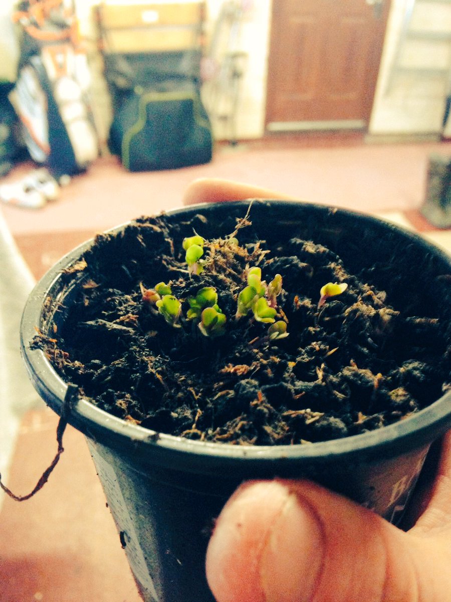 allotment75's tweet photo. Cabbages starting out #gyo #Allotment https://t.co/1PSxzMVLdf