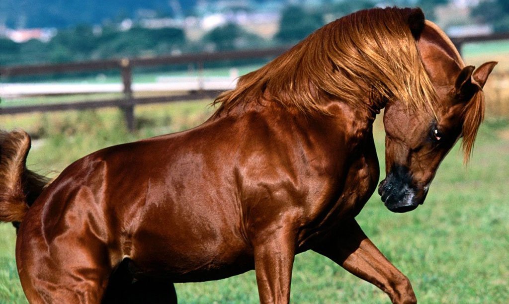 AlbertoCavazo12's tweet photo. #LaMejorIdeaQueHeTenido La admiración por los Caballos #FelizJueves #Caballo https://t.co/cJZrPrpyZV
