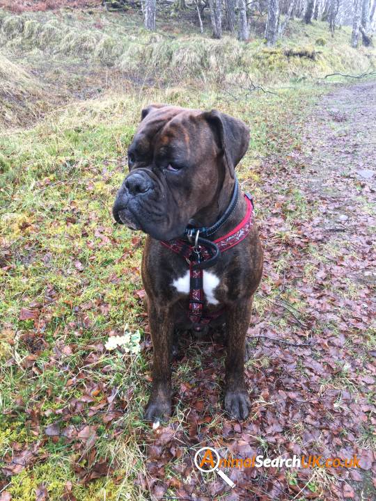 AnimalSearchUK's tweet photo. PLZ RT@InvernessPolice @H2RScotland #missingdog #dores #inverness #IV2 #findmoose
https://t.co/PJfFHJ92K8 https://t.co/kia94SJb0Y