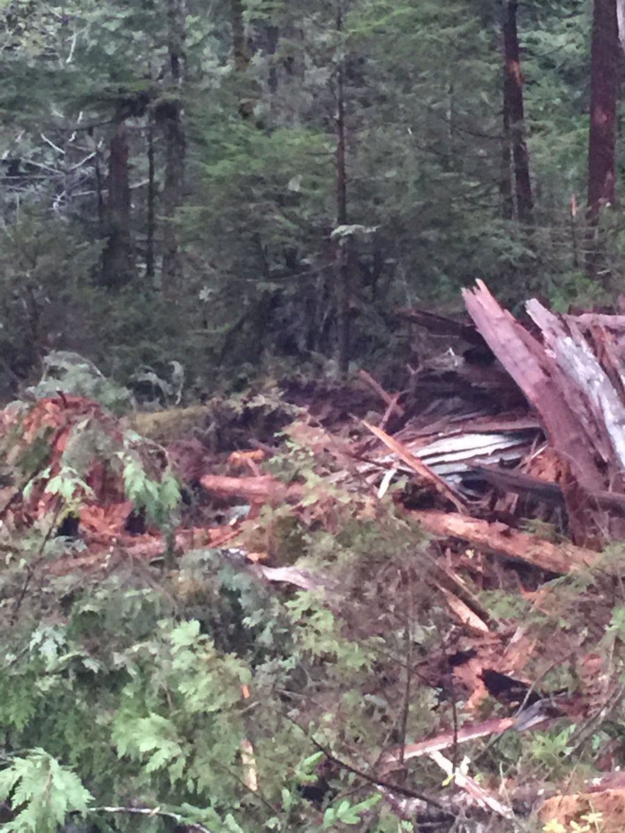 SibolaMtFalling's tweet photo. A before, during and after of a danger tree blast at our Snass Lake operation! #BcFallers https://t.co/7ABw6nXwAl