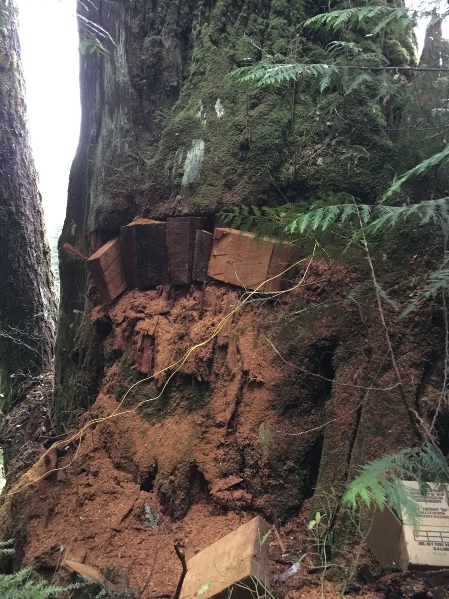SibolaMtFalling's tweet photo. A before, during and after of a danger tree blast at our Snass Lake operation! #BcFallers https://t.co/7ABw6nXwAl