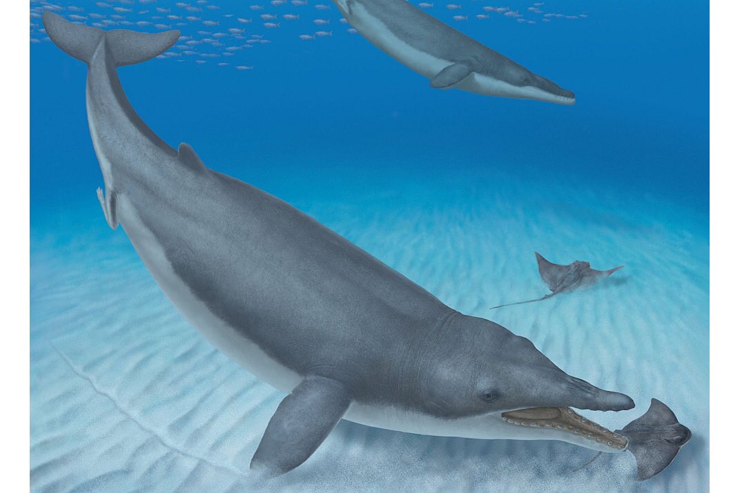 nat_sciences_be's tweet photo. Paleontoloog @RBINSmuseum vond oudste voorouder baleinwalvissen! Mystacodon zoog prooi binnen,tussenfase nr baleinen https://t.co/T9qpC6jwfT https://t.co/jQ0jBoFvoE