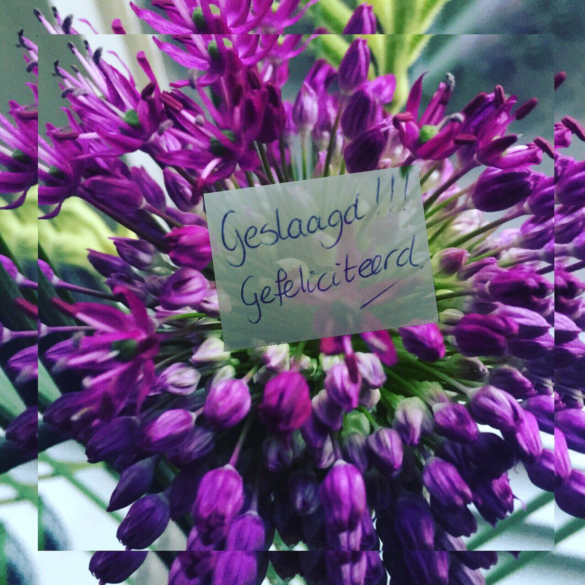 claudiarolfes's tweet photo. Yes!! Geslaagd! Vanaf nu mag ik me agrarisch specialist noemen! #vasn #notaris #blij! #bloemetjevandebaas #enmijncollegas https://t.co/XdTYngPPL8