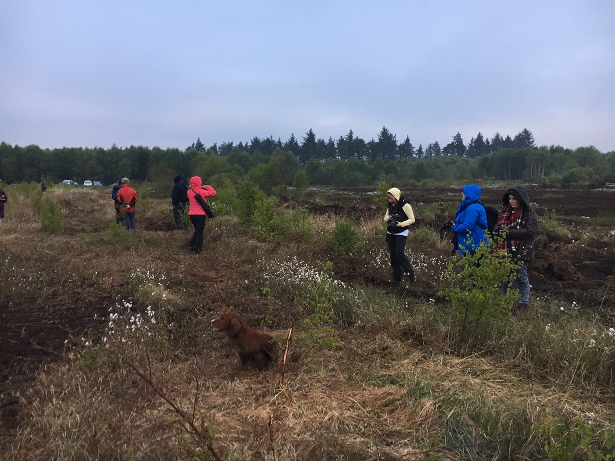 Dog night in the bog #dogs #photography #kellscameraclub