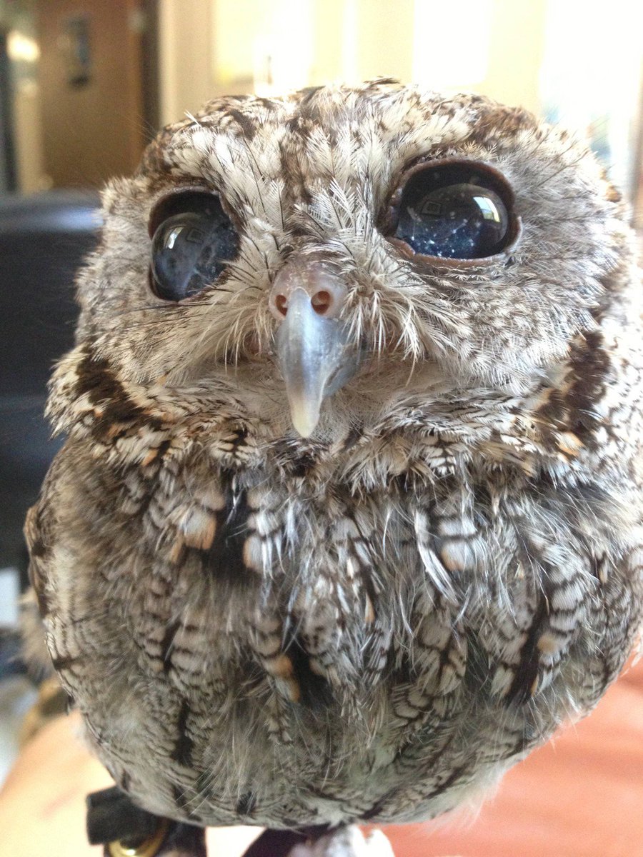 Cute Animals Pix tweet media