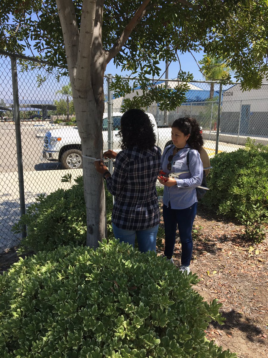 IcsHill's tweet photo. @UCRiverside grad students banding trees in conjunction with our #APES students and Ms. Wrobleski at #Citrus Hill https://t.co/Bf48YXUrmH