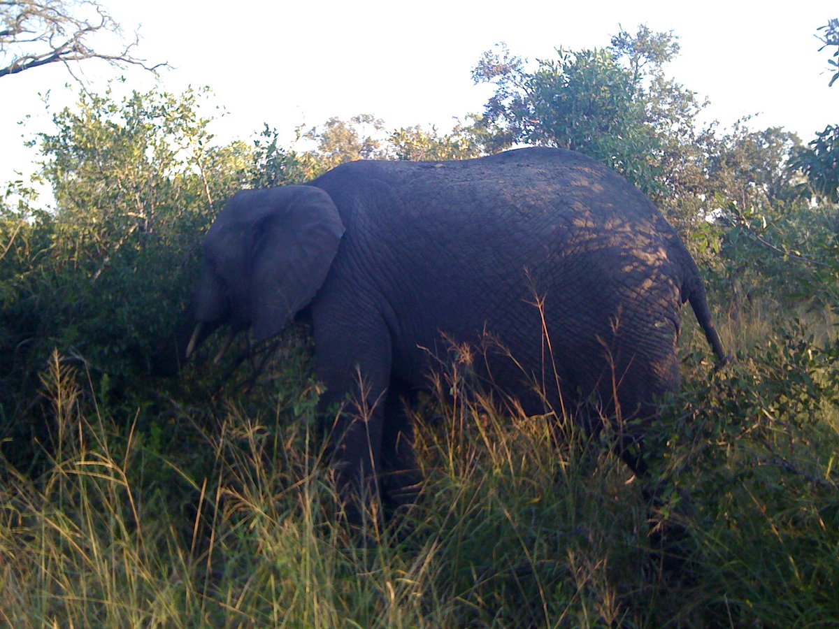 LuxuryTravelReview (@luxurytravelrev) on Twitter photo Saw: Elephants near our vehicle during game drive at Simbambili Game Lodge <a href="/Thornybush_/">Thornybush Colletion</a> #luxury #safari #SouthAfrica @nickyarthurpr Saw: Elephants near our vehicle during game drive at Simbambili Game Lodge <a href="/Thornybush_/">Thornybush Colletion</a> #luxury #safari #SouthAfrica @nickyarthurpr