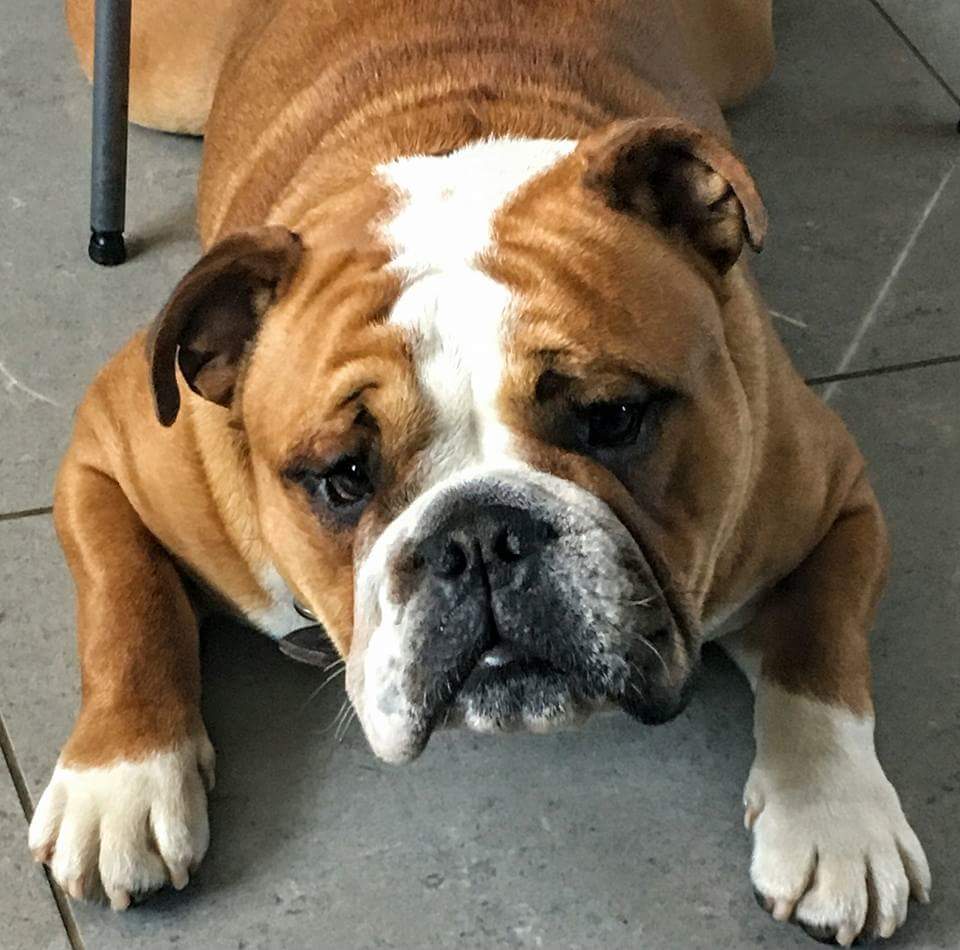 DurhamDogCare's tweet photo. Due to a change in family circumstances. This lovely male British Bulldog needs rehoming. Please contact Samantha on 07713751199. https://t.co/KRtrvdk5tm
