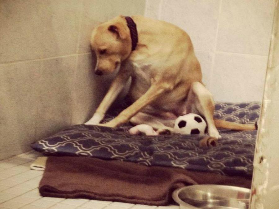 AlRojoVivo's tweet photo. Lana, la perra más triste del mundo, busca hogar por segunda ocasión. MIRA=> https://t.co/IMRSh9hktY https://t.co/S6gdoVofgU