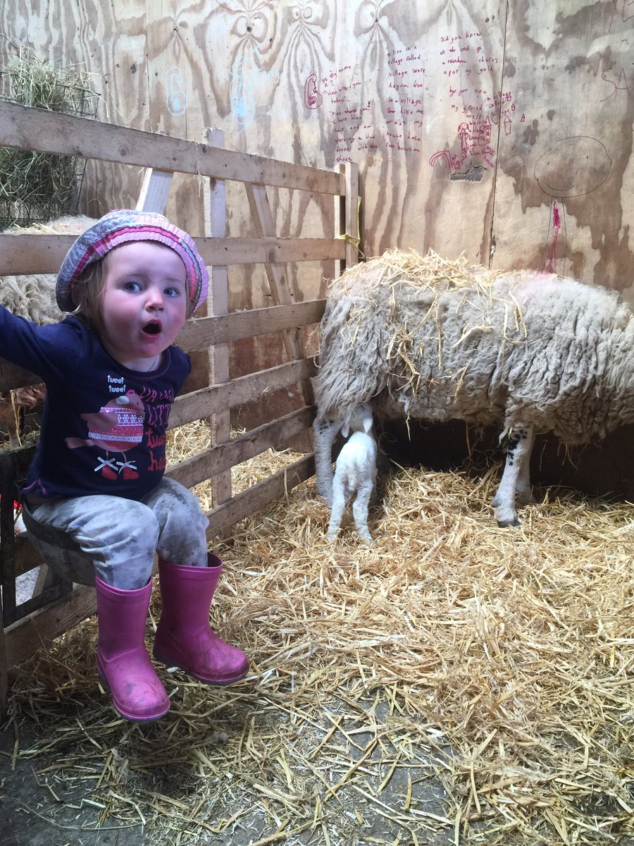 One giant leap for lambkind.